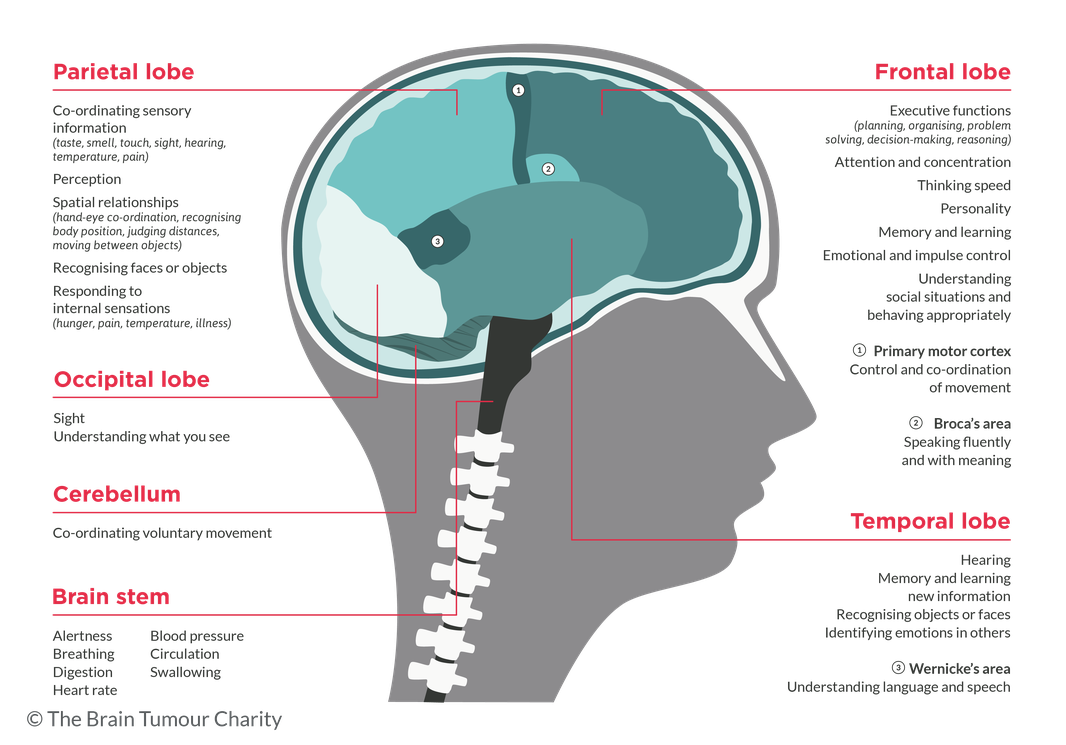 Symptoms Based On Brain Tumour Location The Brain Tumour Charity