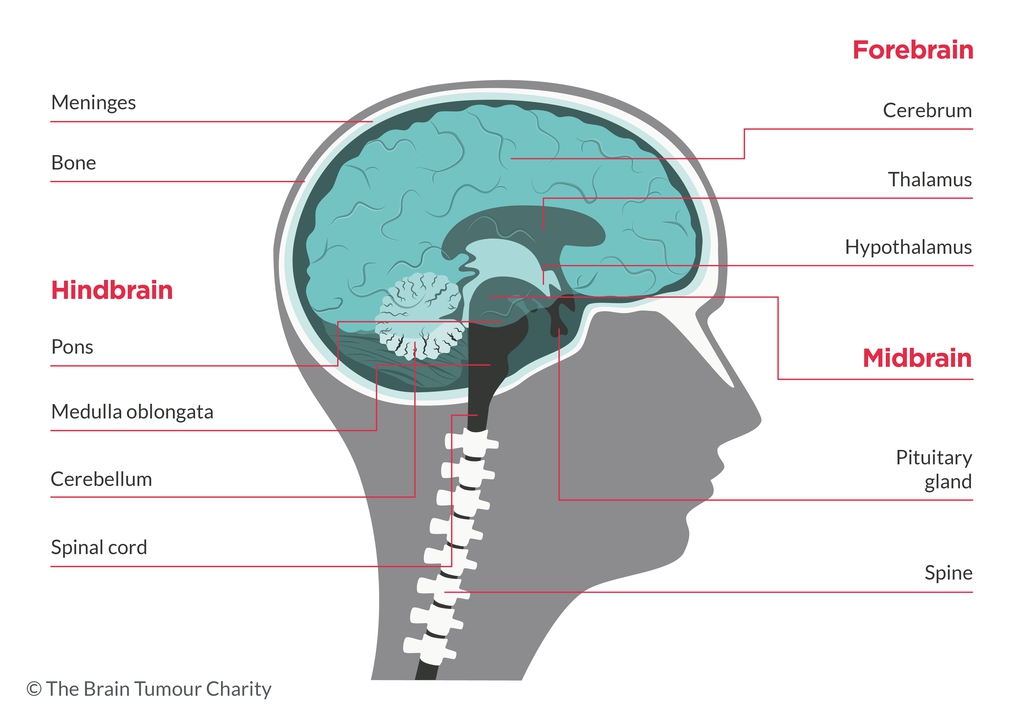 a graphic diagram of the human brain showing the names of different areas