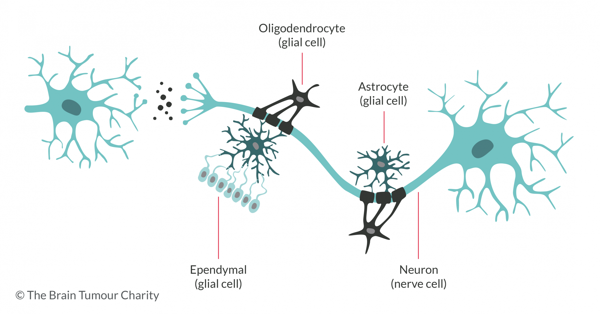 Illustration of astrocytes, oligodendrocytes and ependymal cells (glial cells) and neurons (nerve cells)