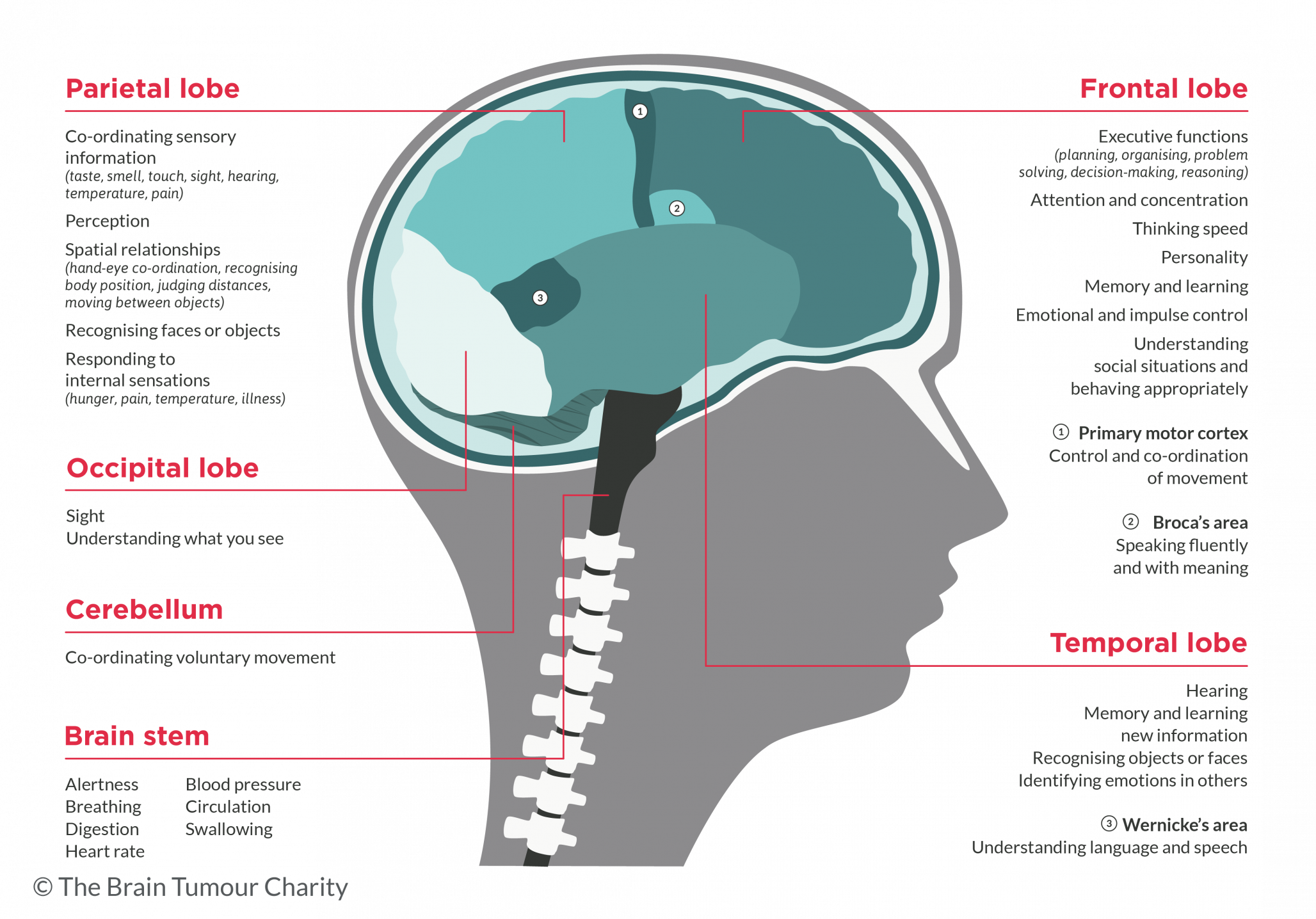 Vector image of the human brain showing the different lobes and their functions 