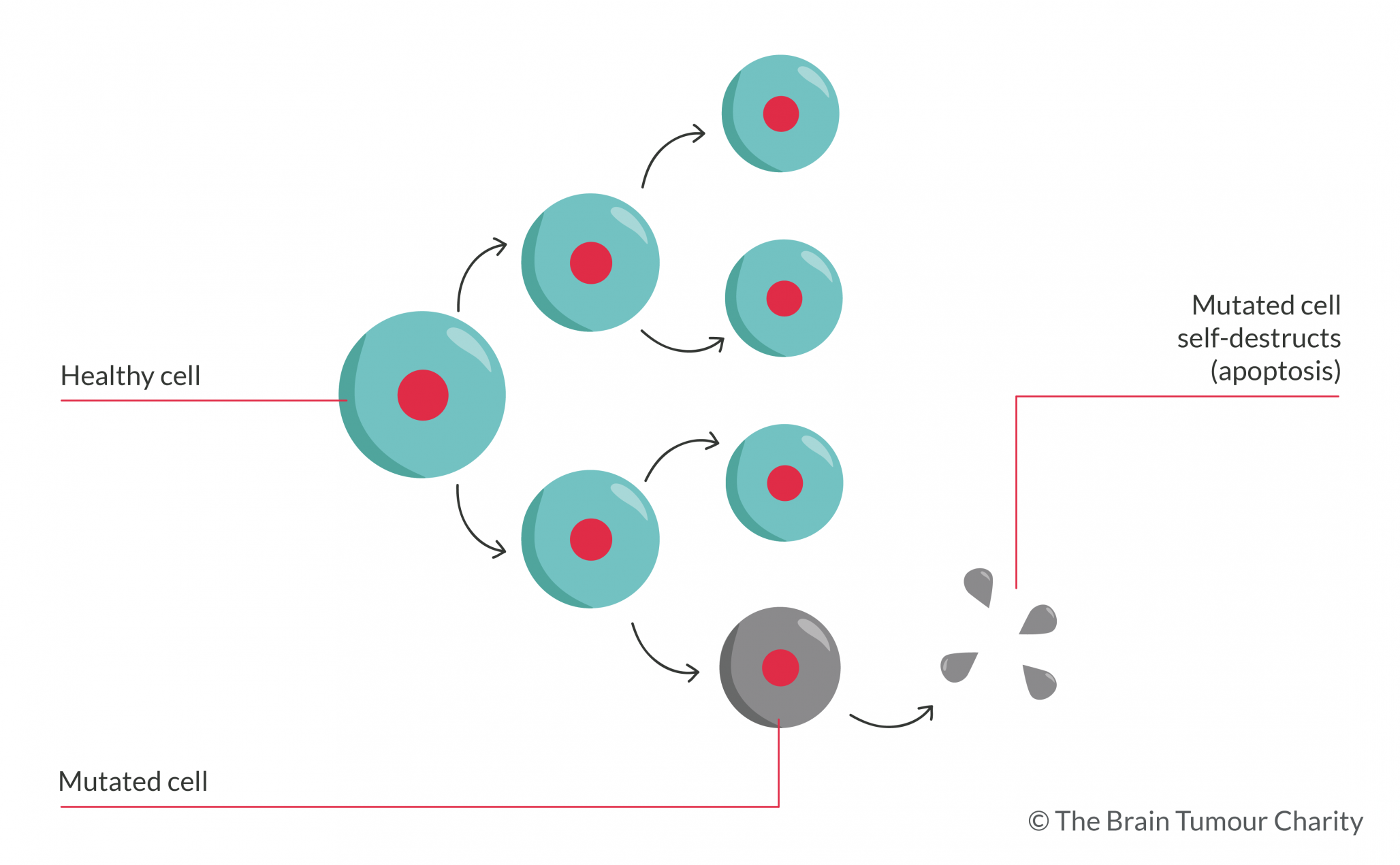 Illustration of normal cell division and growth