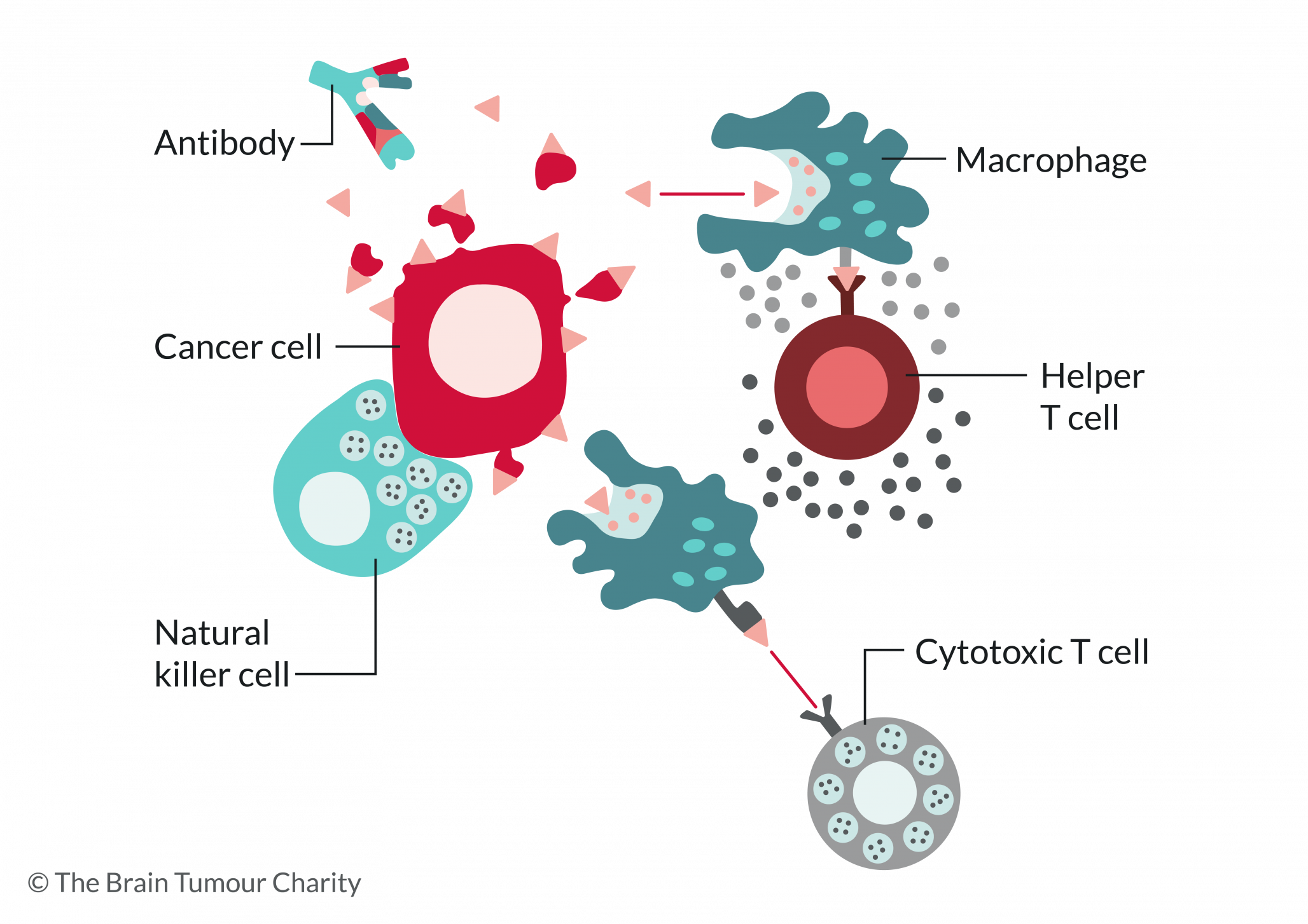 Impact of the immune system on the brain of children – Choices Recovery  Services