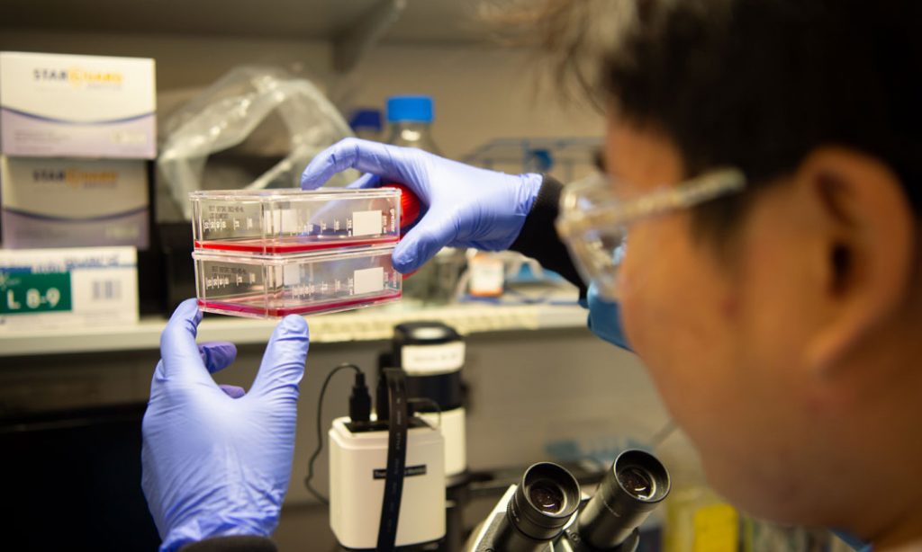 Scientist examines samples in a laboratory