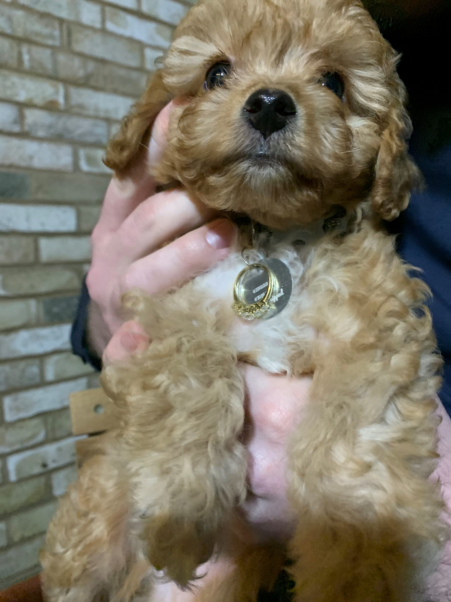 Ryan and Chantal's dog with an engagement ring attached to his collar, shortly after Ryan proposed.