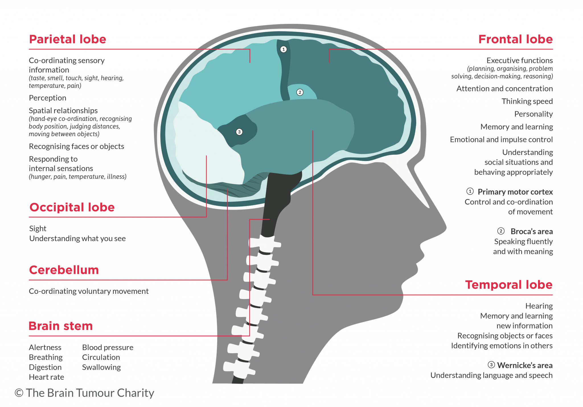 vector image showing side view of a human brain and the functions that each part is responsible for, which can be affected by a brain tumour