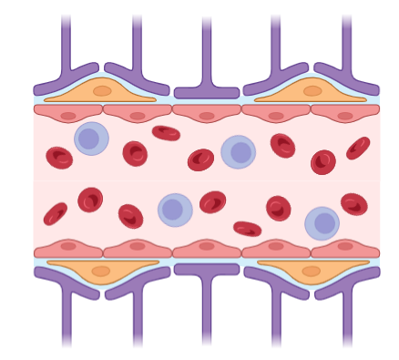 Simplified diagram demonstrating the tight mechanisms of the Blood Brain Barrier. Tight junctions surround the blood vessels, preventing movement of substances into, and out of, the brain.