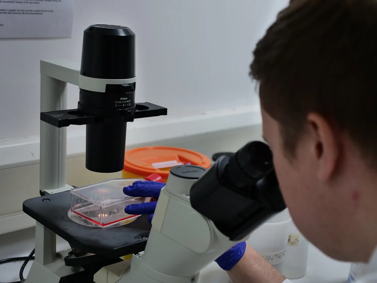 Researcher looking into a microscope